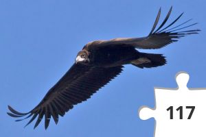 Jigsaw puzzle - Buitres