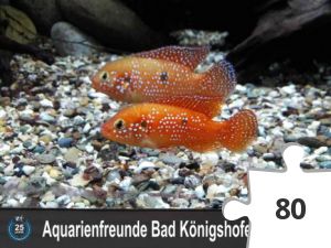 Jigsaw puzzle - 25 Jahre Aquarienfreunde Bad Königshofen