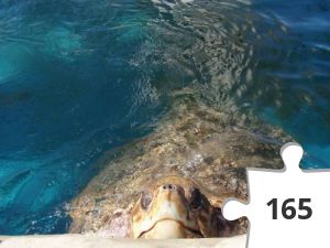 Jigsaw puzzle - Sunny´s