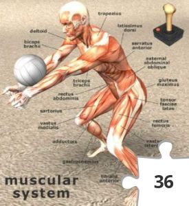 Jigsaw puzzle - Muscular System