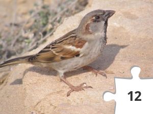 Jigsaw puzzle - .jpg