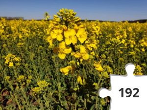 Jigsaw puzzle - 20190429_113129