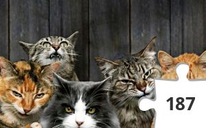 Jigsaw puzzle - GATUNOS