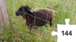 Jigsaw puzzle - puslerier 17