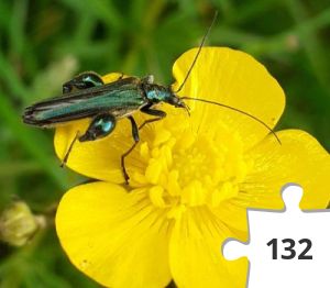 Jigsaw puzzle - False oil beetle
