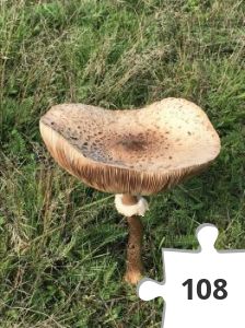 Jigsaw puzzle - puzzel 18 paddenstoel