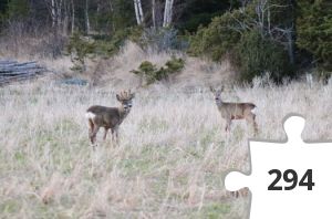 Jigsaw puzzle - Kauriit