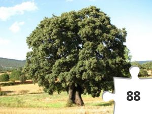 Jigsaw puzzle - COLOCADO DE 2