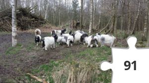 Jigsaw puzzle - #38 ZW FRL Puzzeltrail