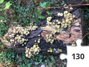 Jigsaw puzzle - puzzel 21 stam met paddenstoelen