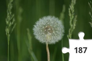 Jigsaw puzzle - Sunny´s