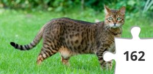 Jigsaw puzzle - gato-exotico-parrafo.jpg