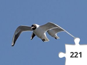 Jigsaw puzzle - kigger på fugle # 12