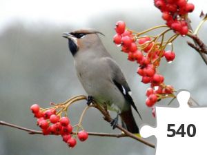 Jigsaw puzzle - kigger på fugle # 17