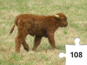 Jigsaw puzzle - puzzel 23 kalf