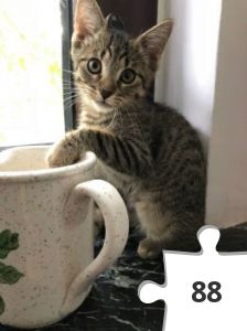 Jigsaw puzzle - Junges Kätzchen