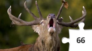 Jigsaw puzzle - Kronhjort 1