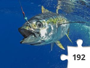 Jigsaw puzzle - Tuna
