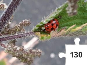 Jigsaw puzzle - 20200606_093534