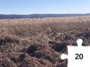 Jigsaw puzzle - LizRDH wanted some color!