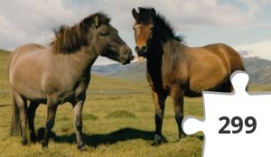 Jigsaw puzzle - Islandpferde-Island
