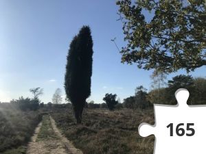 Jigsaw puzzle - puzzel 17 jeneverbes