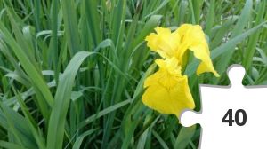 Jigsaw puzzle - 2015-06-13 15.00.07