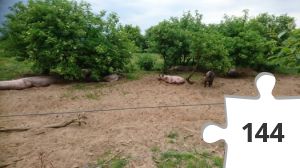 Jigsaw puzzle - puslerier 12