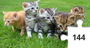 Jigsaw puzzle - GATOS