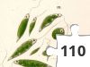 Jigsaw puzzle - euglena