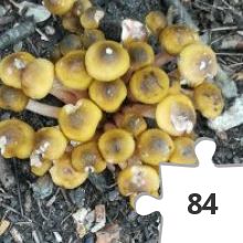 Jigsaw puzzle - jigsaw puzzle 2