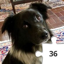 Jigsaw puzzle - Cacherhund Bobby