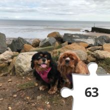 Jigsaw puzzle - The Geopooches