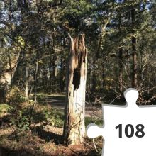 Jigsaw puzzle - puzzel 03 dode boom