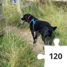 Jigsaw puzzle - puzzle cache 7