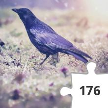 Jigsaw puzzle - Raven2 Weihnacht