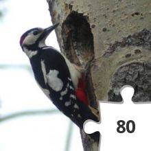 Jigsaw puzzle - Större hackspett