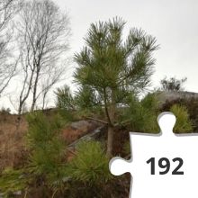 Jigsaw puzzle - IMG_20191220_134630