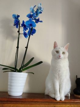 Lily and the Blue Orchid (2)