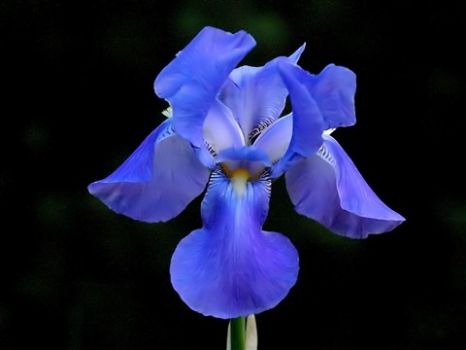 Blue Iris Fantasy