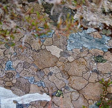 1500s map of Europe? ... no, lichen on a rock!